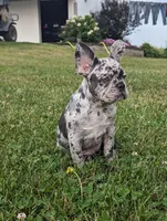 Norma, a female French Bulldog for sale in Newville, PA – 2 of 3