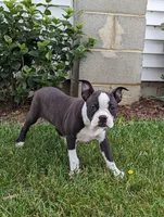 Benji, a male Boston Terrier for sale in Newville, PA – 2 of 3