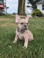 Max, a male French Bulldog for sale in Newville, PA – 1 of 3