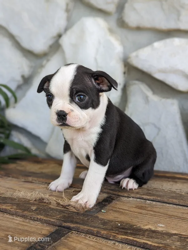 spot – Boston Terrier puppy for sale in Newville, PA