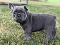 Niki, a female French Bulldog for sale in Newville, PA – 3 of 3