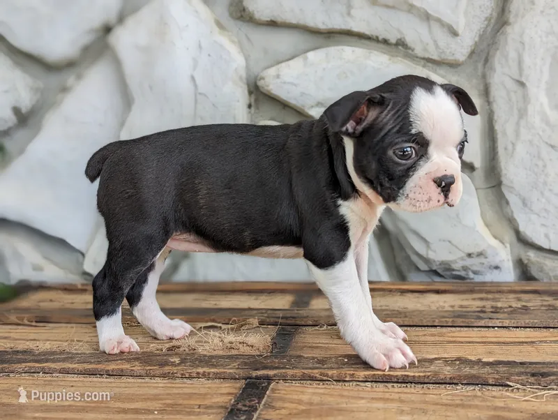 Cassie – Boston Terrier puppy for sale in Newville, PA