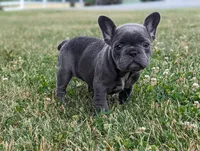 Noelle, a female French Bulldog for sale in Newville, PA – 2 of 3