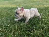Scott, a male French Bulldog for sale in Newville, PA – 3 of 3