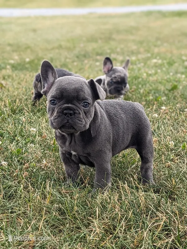 Niki – French Bulldog puppy for sale in Newville, PA