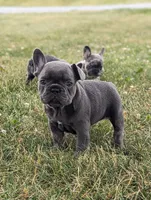 Niki, a female French Bulldog for sale in Newville, PA – 1 of 3