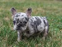 Sophia, a female French Bulldog for sale in Newville, PA – 3 of 3