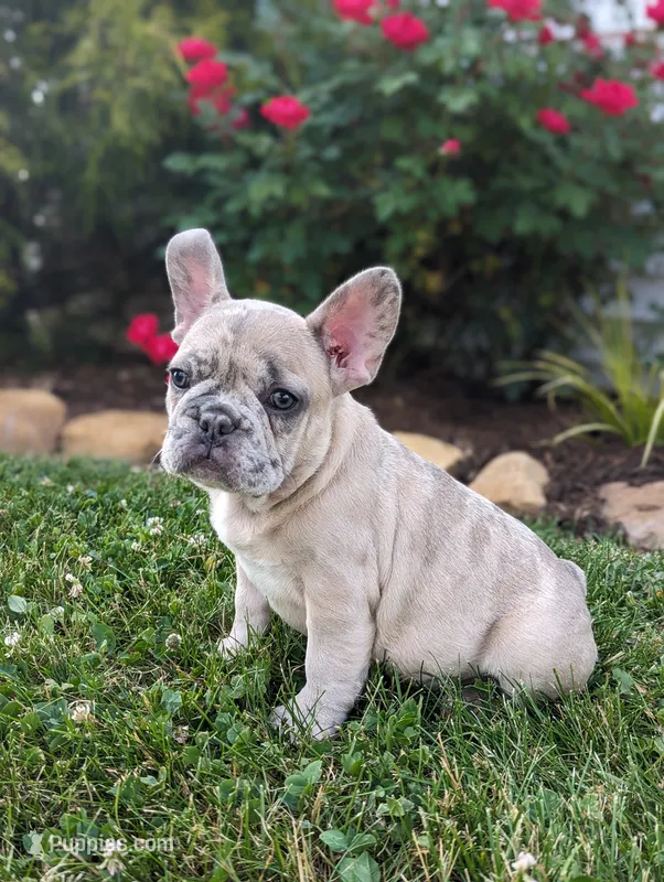 Scott – French Bulldog puppy for sale in Newville, PA