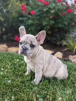 Scott, a male French Bulldog for sale in Newville, PA – 1 of 3