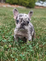 Sophia, a female French Bulldog for sale in Newville, PA – 2 of 3