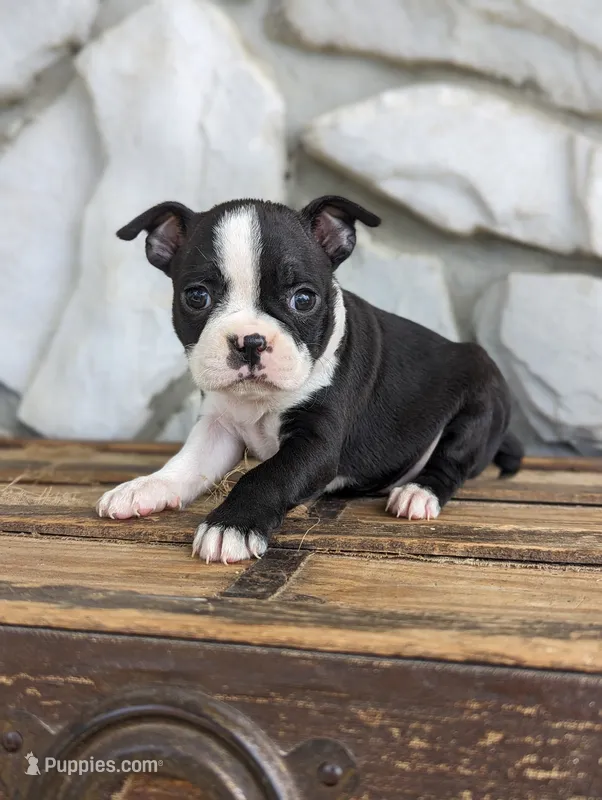 Daisy mae – Boston Terrier puppy for sale in Newville, PA