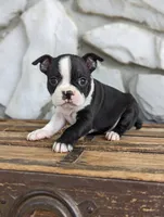 Daisy mae, a female Boston Terrier for sale in Newville, PA – 1 of 3