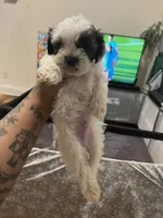 Moo moo, a male Shih Tzu and Poodle - Toy  for sale in Cincinnati, OH – 5 of 5