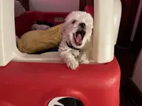 Ace , a male Shih Tzu and Poodle - Toy  for sale in Cincinnati, OH – 4 of 7