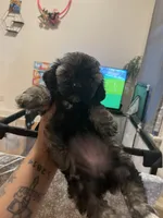 Minnie , a female Shih Tzu and Poodle - Toy  for sale in Cincinnati, OH – 6 of 6