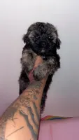Millie , a female Shih Tzu and Poodle - Toy  for sale in Cincinnati, OH – 3 of 5