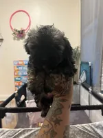 Millie , a female Shih Tzu and Poodle - Toy  for sale in Cincinnati, OH – 4 of 5