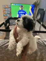 Moo moo, a male Shih Tzu and Poodle - Toy  for sale in Cincinnati, OH – 3 of 5