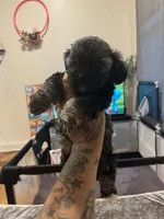 Minnie , a female Shih Tzu and Poodle - Toy  for sale in Cincinnati, OH – 5 of 6