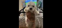 Ace , a male Shih Tzu and Poodle - Toy  for sale in Cincinnati, OH – 6 of 7