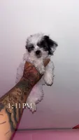 Moo moo, a male Shih Tzu and Poodle - Toy  for sale in Cincinnati, OH – 4 of 5
