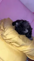 Minnie , a female Shih Tzu and Poodle - Toy  for sale in Cincinnati, OH – 4 of 6