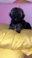 Millie , a female Shih Tzu and Poodle - Toy  for sale in Cincinnati, OH – 2 of 5