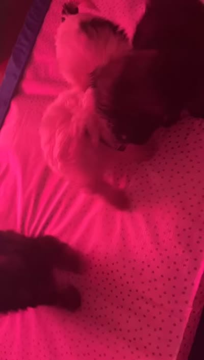 Ace , a male Shih Tzu and Poodle - Toy  for sale in Cincinnati, OH – 7 of 7
