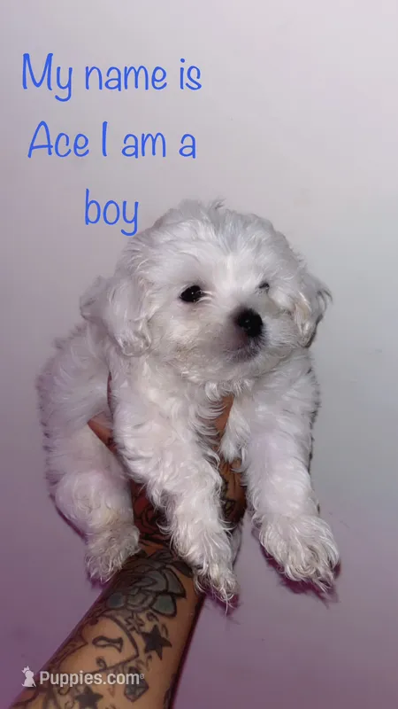 Ace  – Shih Tzu, Poodle - Toy  puppy for sale in Cincinnati, OH