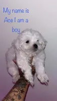 Ace , a male Shih Tzu and Poodle - Toy  for sale in Cincinnati, OH – 1 of 7