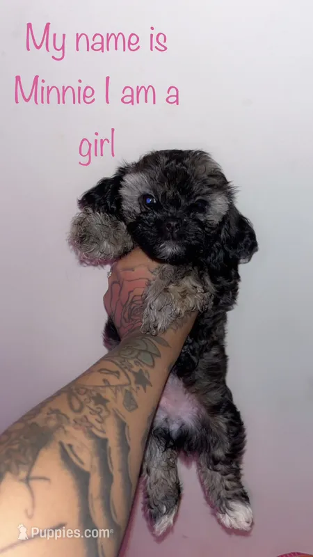 Minnie  – Shih Tzu, Poodle - Toy  puppy for sale in Cincinnati, OH