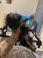 Millie , a female Shih Tzu and Poodle - Toy  for sale in Cincinnati, OH – 5 of 5