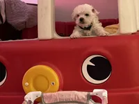 Ace , a male Shih Tzu and Poodle - Toy  for sale in Cincinnati, OH – 2 of 7