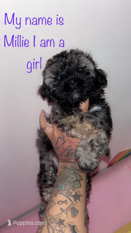 Millie  – Shih Tzu, Poodle - Toy  puppy for sale in Cincinnati, OH
