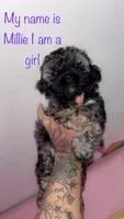Millie , a female Shih Tzu and Poodle - Toy  for sale in Cincinnati, OH – 1 of 5