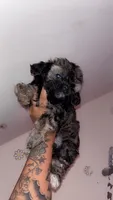 Minnie , a female Shih Tzu and Poodle - Toy  for sale in Cincinnati, OH – 3 of 6