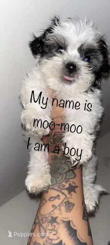 Moo moo – Shih Tzu, Poodle - Toy  puppy for sale in Cincinnati, OH