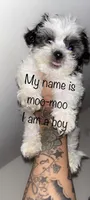 Moo moo, a male Shih Tzu and Poodle - Toy  for sale in Cincinnati, OH – 1 of 5