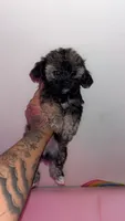 Minnie , a female Shih Tzu and Poodle - Toy  for sale in Cincinnati, OH – 2 of 6