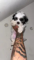 Moo moo, a male Shih Tzu and Poodle - Toy  for sale in Cincinnati, OH – 2 of 5