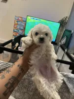 Ace , a male Shih Tzu and Poodle - Toy  for sale in Cincinnati, OH – 5 of 7