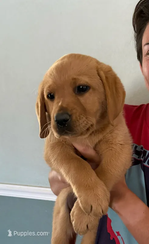 Ready Now AKC Labrador Female  – Labrador Retriever puppy for sale in Santa Clarita, CA
