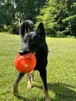 Ginger, a female German Shepherd Dog for sale in Grass Lake, MI – 4 of 7