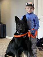 Ginger, a female German Shepherd Dog for sale in Grass Lake, MI – 3 of 7