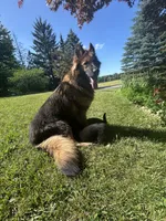 Pepper, a female German Shepherd Dog for sale in Grass Lake, MI – 7 of 7