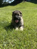 Ginger, a female German Shepherd Dog for sale in Grass Lake, MI – 2 of 7
