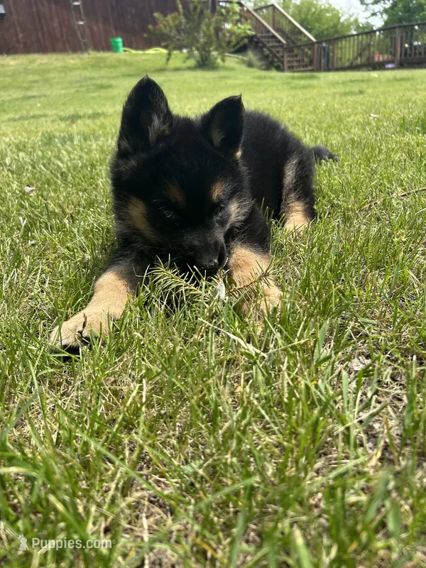 Pepper – German Shepherd Dog puppy for sale in Grass Lake, MI