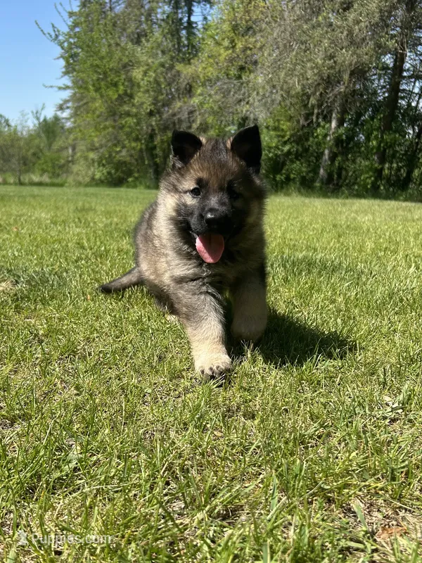 Ginger – German Shepherd Dog puppy for sale in Grass Lake, MI