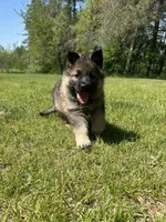 Ginger, a female German Shepherd Dog for sale in Grass Lake, MI – 1 of 7