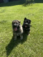 Pepper, a female German Shepherd Dog for sale in Grass Lake, MI – 5 of 7